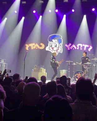 Stray Cats Ledyard